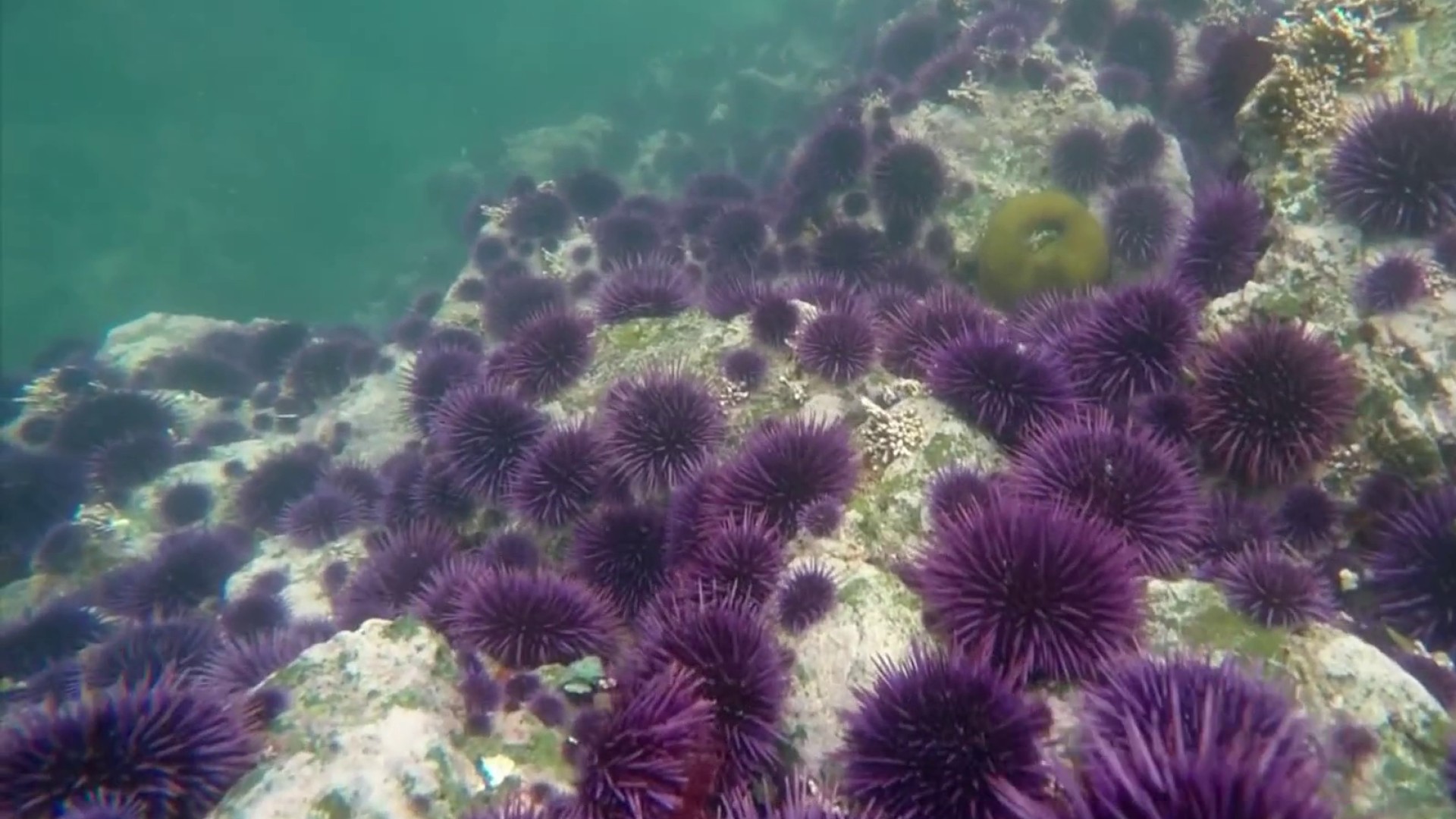 San+Diego+Sees+Surge+in+Sea+Urchin+Population