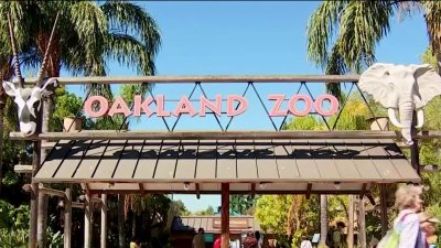 Measure Y: Proposed Oakland Zoo Parcel Tax on November Ballot