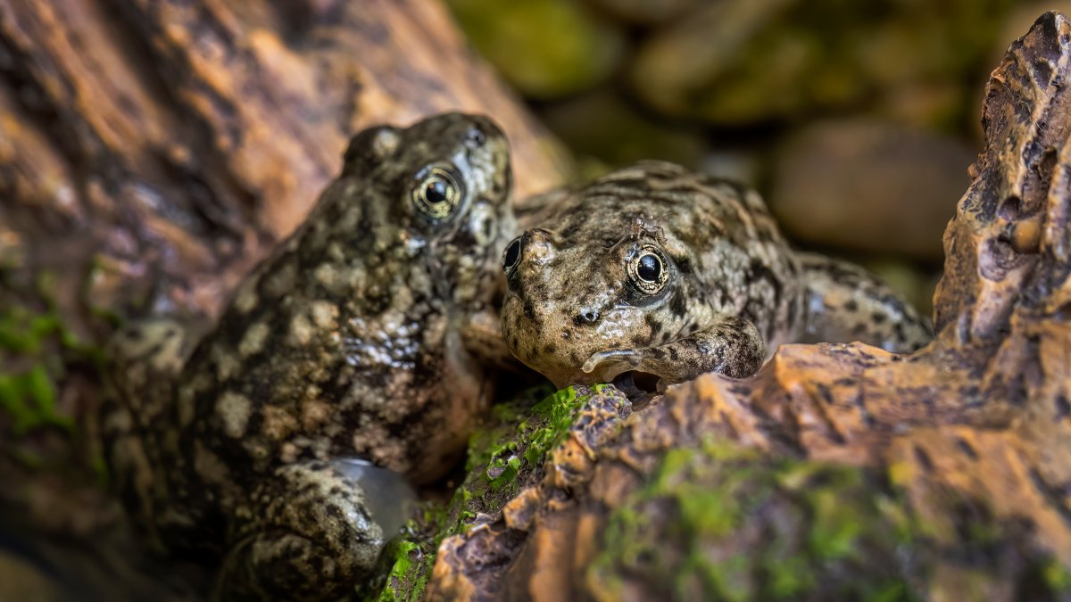 Long Beach Aquarium Releasing Endangered Frogs Back Into Wild - Vimarsana News