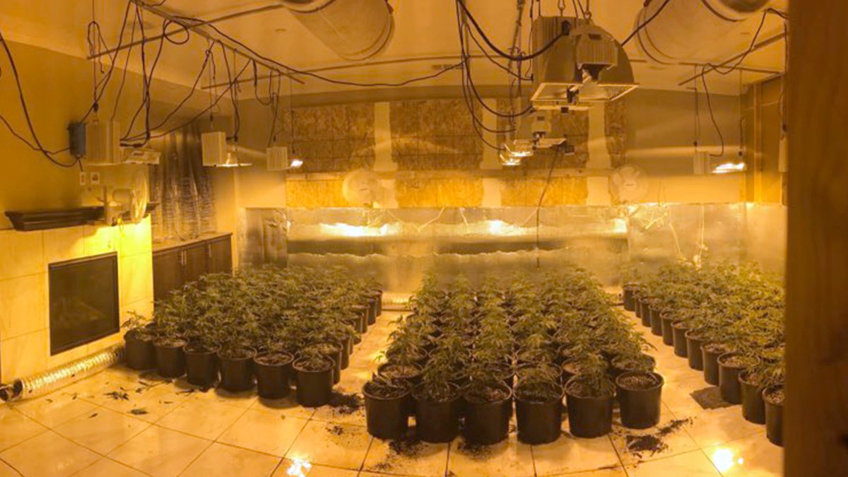 California Utility Targeted Asians in Pot Searches: Lawsuit – NBC Bay Area - Vimarsana News