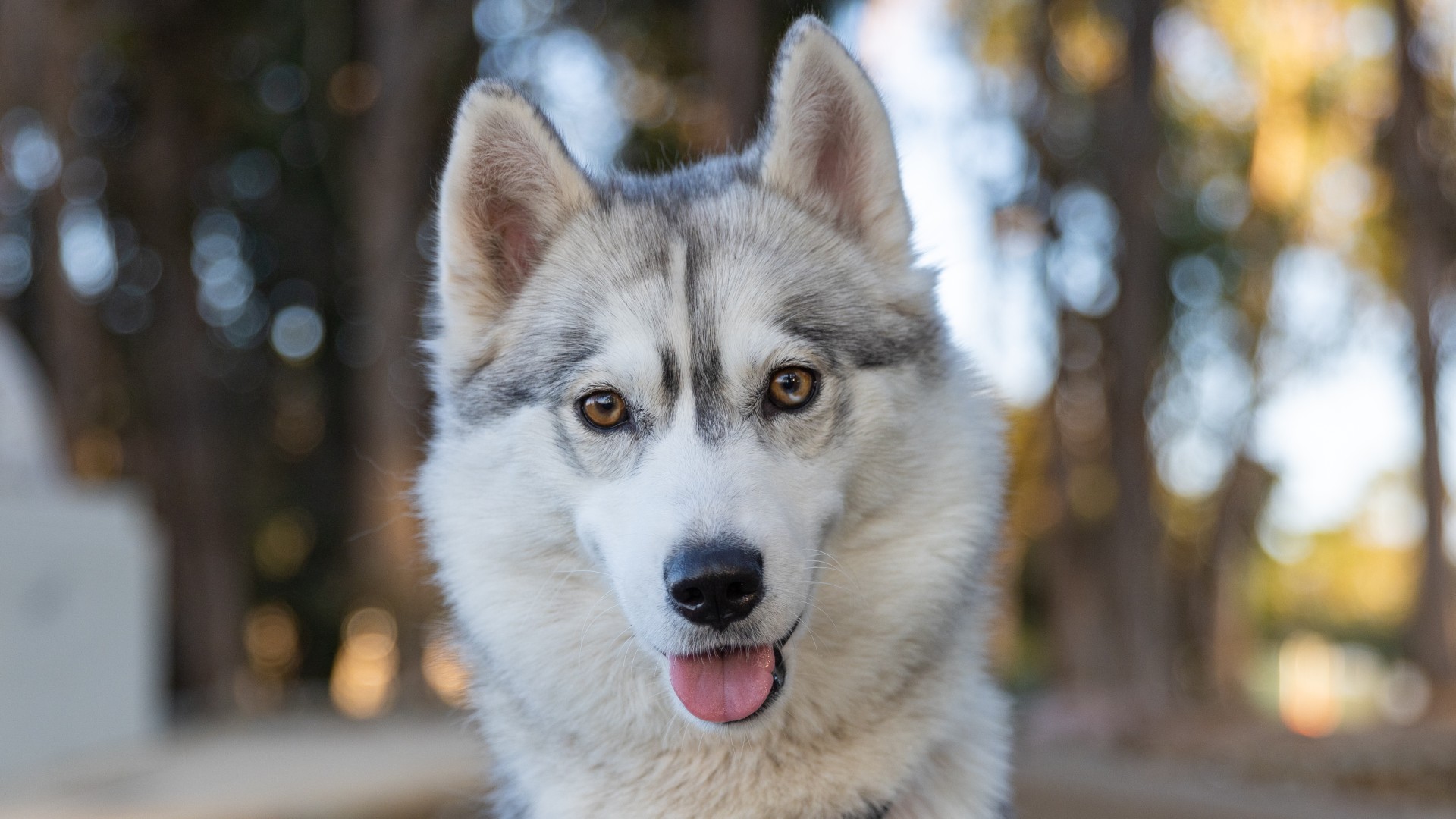 Husky humane sale society