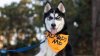 Peninsula Animal Shelter Sees Spike in Huskies, Offers Special Adoption Deal