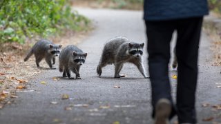 Racoons are seen at Golden Gate Park.