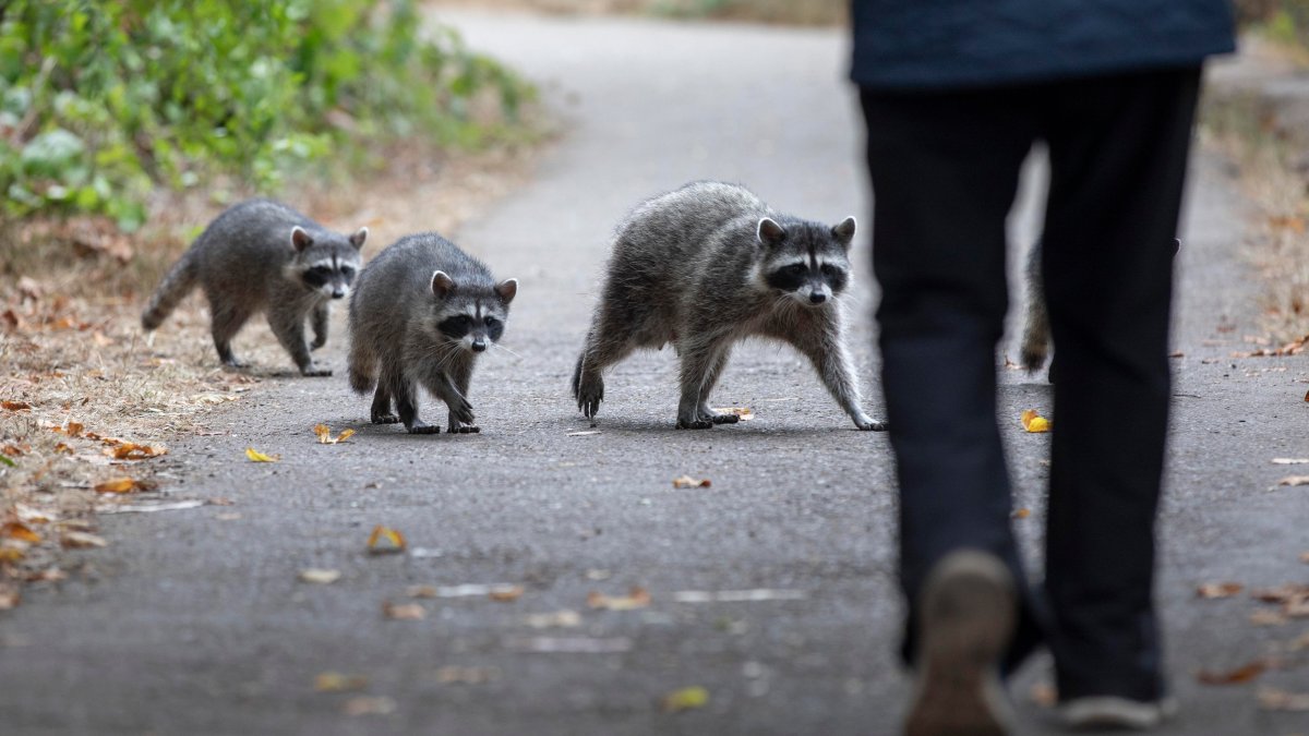 Animals May Come Out of Hiding During Heat Wave – NBC Bay Area Animals May Come Out of Hiding During Heat Wave – NBC Bay Area