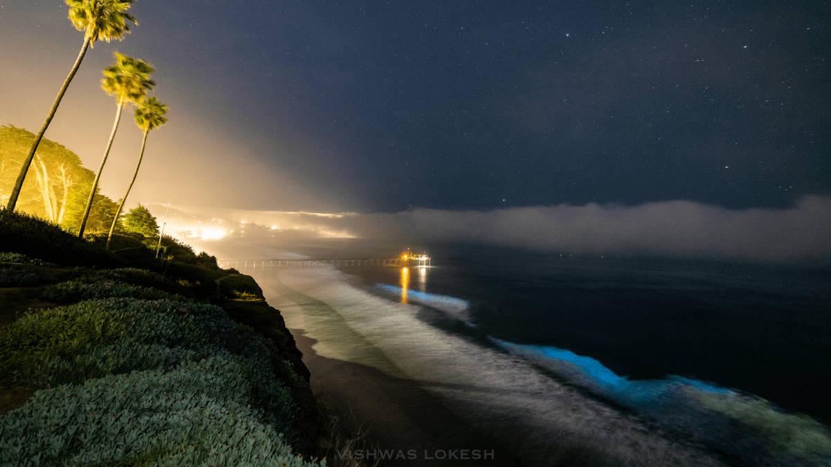 Bioluminescence is Back in San Diego. How to See the Red Tide and Blue Waves – NBC Bay Area - Vimarsana News