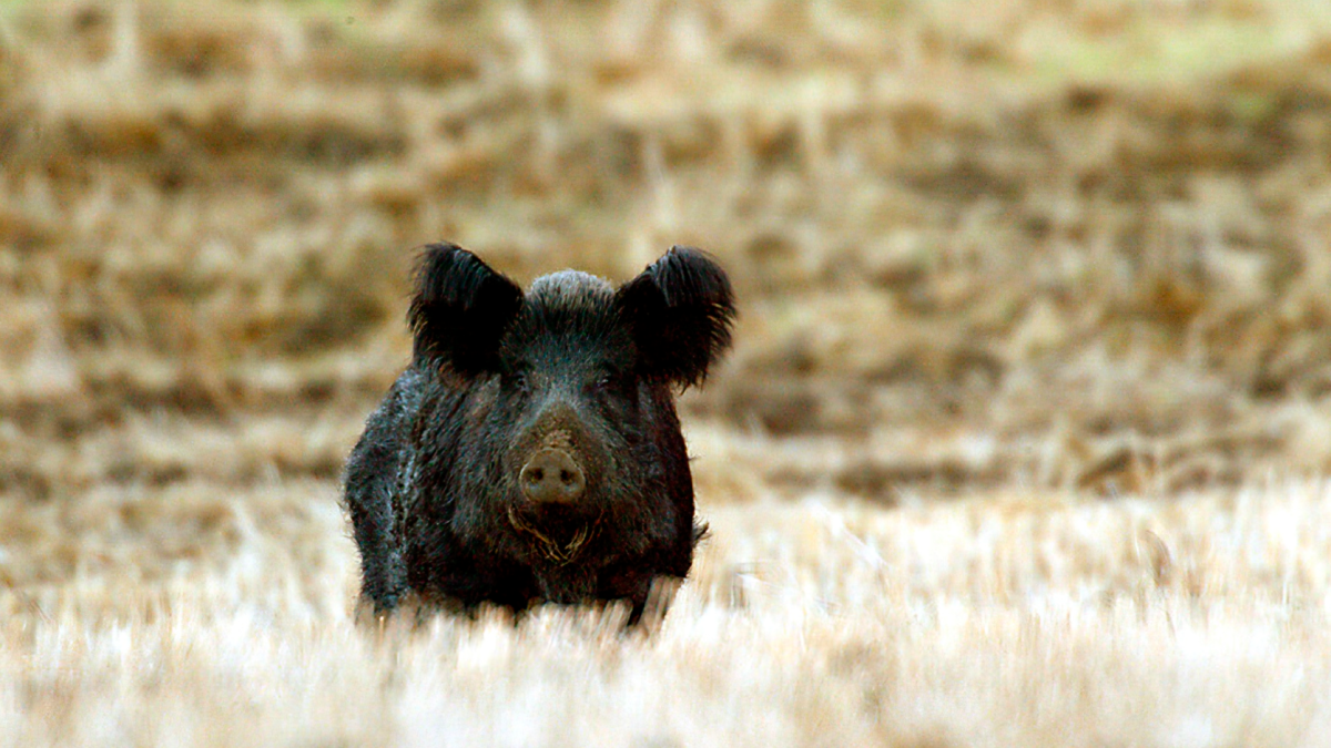 wild-pigs-problem-in-california-nbc-bay-area