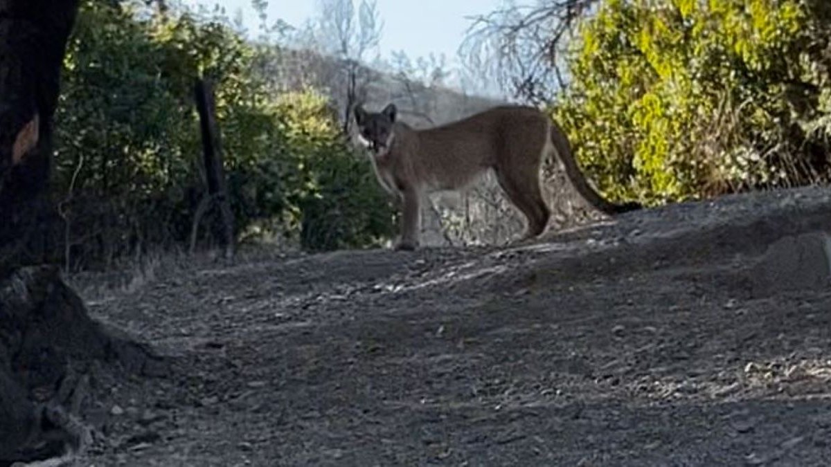 See Hikers' Encounter With Mountain Lion on Malibu Trail – NBC Bay Area - Vimarsana News