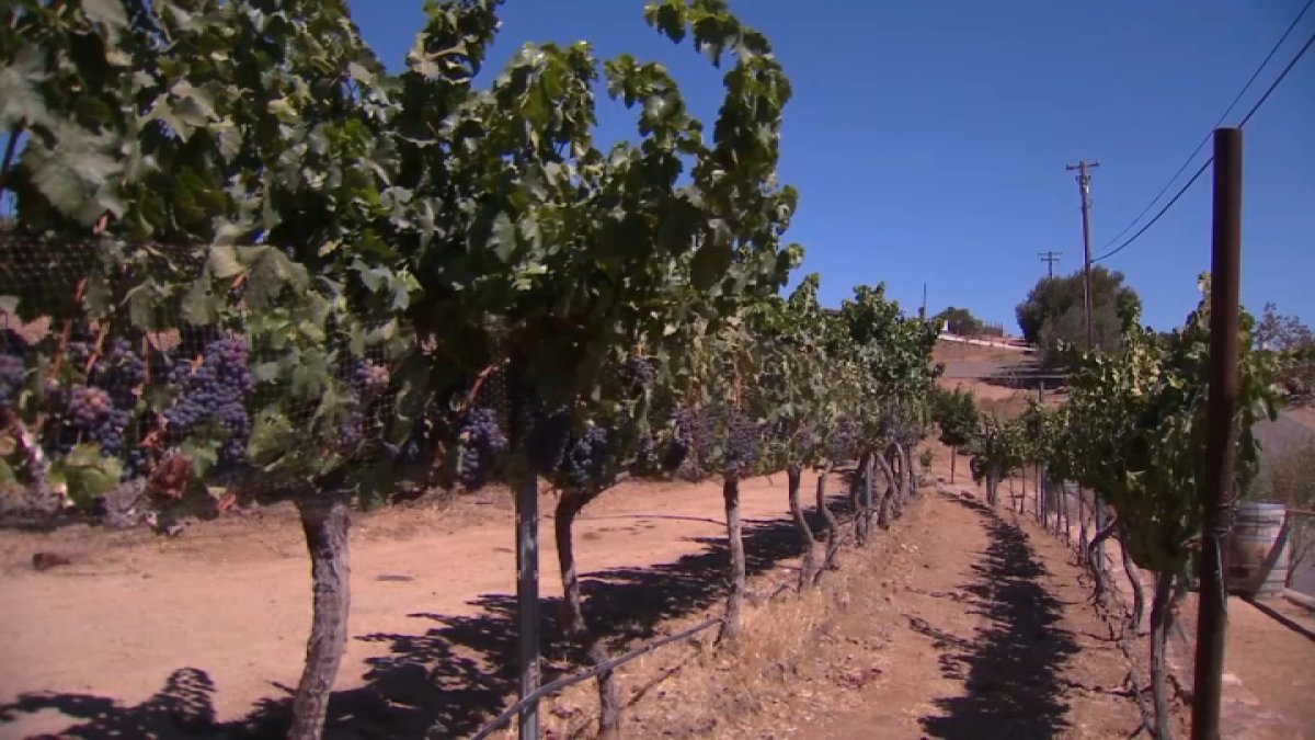 Vineyard owner fined $120K for giving free housing to his employee