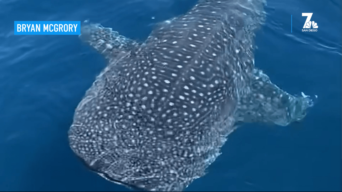 'Once in a Lifetime' Whale Shark Sighting Off the Coast of San Diego – NBC Bay Area - Vimarsana News
