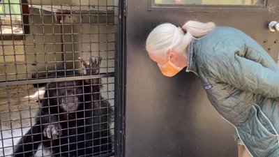 Primate Researcher Jane Goodall Visits the Oakland Zoo