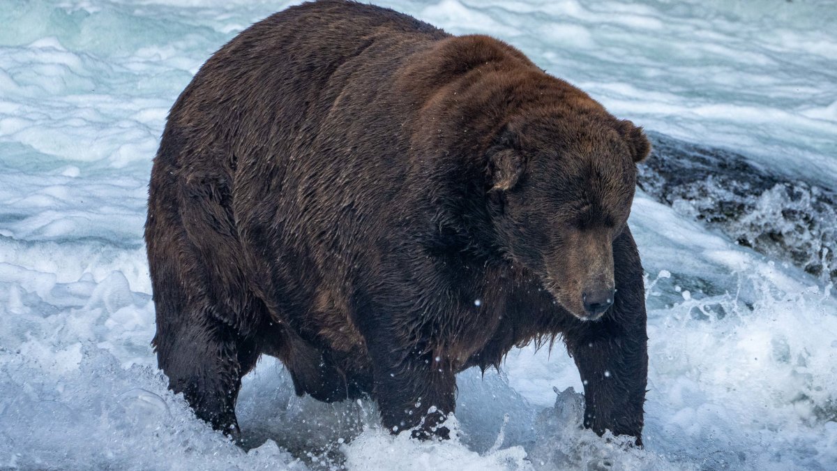 Fat Bear Week could be postponed if government shuts down – NBC Bay Area - Vimarsana News