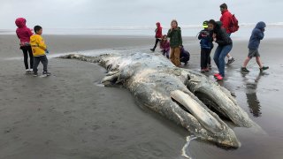 Gray Whales