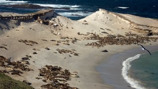 FILE – Sea lions are shown on the northwest coast of San Miguel Island, Calif., on Tuesday, Jan. 6, 2009. The California Ocean Protection Council voted Thursday, Oct. 6, 2022, to provide $3.6 million to support the Tribal Marine Stewards Network, a collaboration between five coastal tribes and state government to protect marine ecosystems.