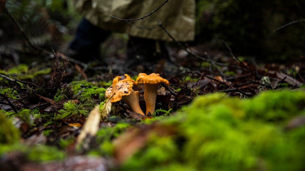 Ride the Merry 'Mushroom Train' for Fun, Fungi, and Foodie Joy – NBC Bay Area - Vimarsana News