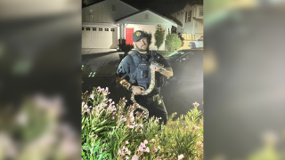 An officer holds a boa constrictor found on a road in Livermore.