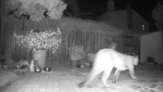 A mountain lion was caught on camera in this backyard near near Findlay Way and Hillcrest Avenue.