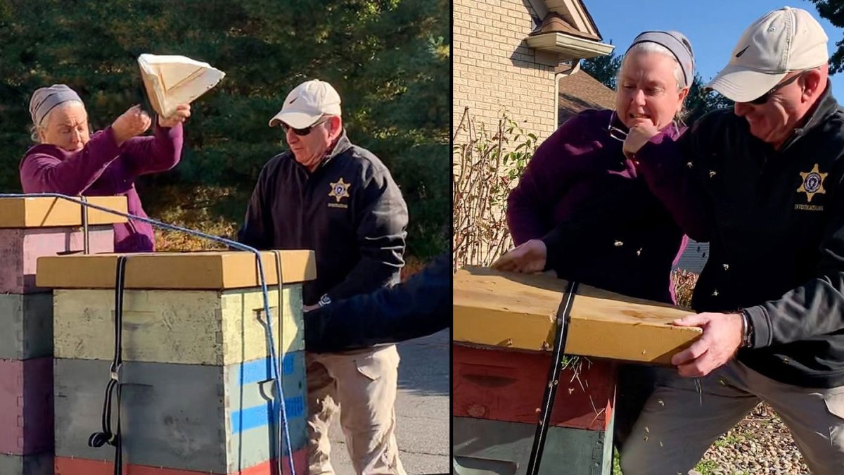 Longmeadow MA Bee Attack: Woman Facing Charges for Unleasing Hive on Deputies – NBC Bay Area - Vimarsana News
