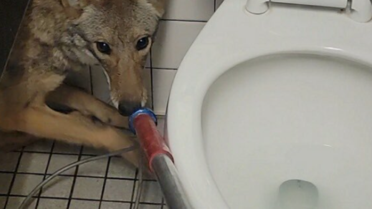 Coyote Found in Middle School Bathroom – NBC Bay Area - Vimarsana News