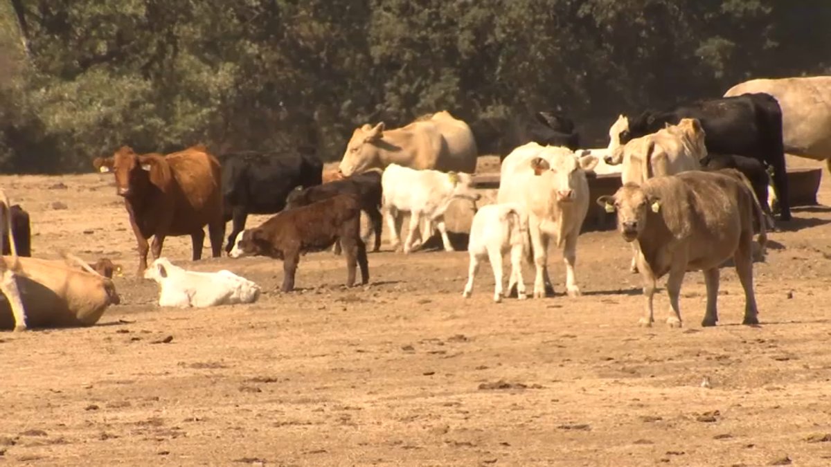 New Program Gives Ranchers Permission to Tend to Animals During Wildfire - Vimarsana News