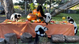 SF Zoo & Gardens hosted a Thanksgiving feast for their zoo animals on Nov. 24, 2022. (Courtesy of Nancy Chan)