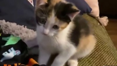 Reports of Animal Cruelty in Gilroy Have Pet Owners on High Alert – NBC Bay Area Reports of Animal Cruelty in Gilroy Have Pet Owners on High Alert – NBC Bay Area