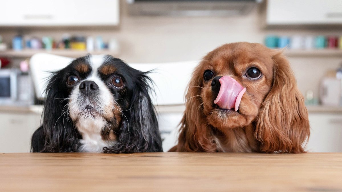 These Thanksgiving Foods Are Dangerous to Dogs – NBC Bay Area - Vimarsana News