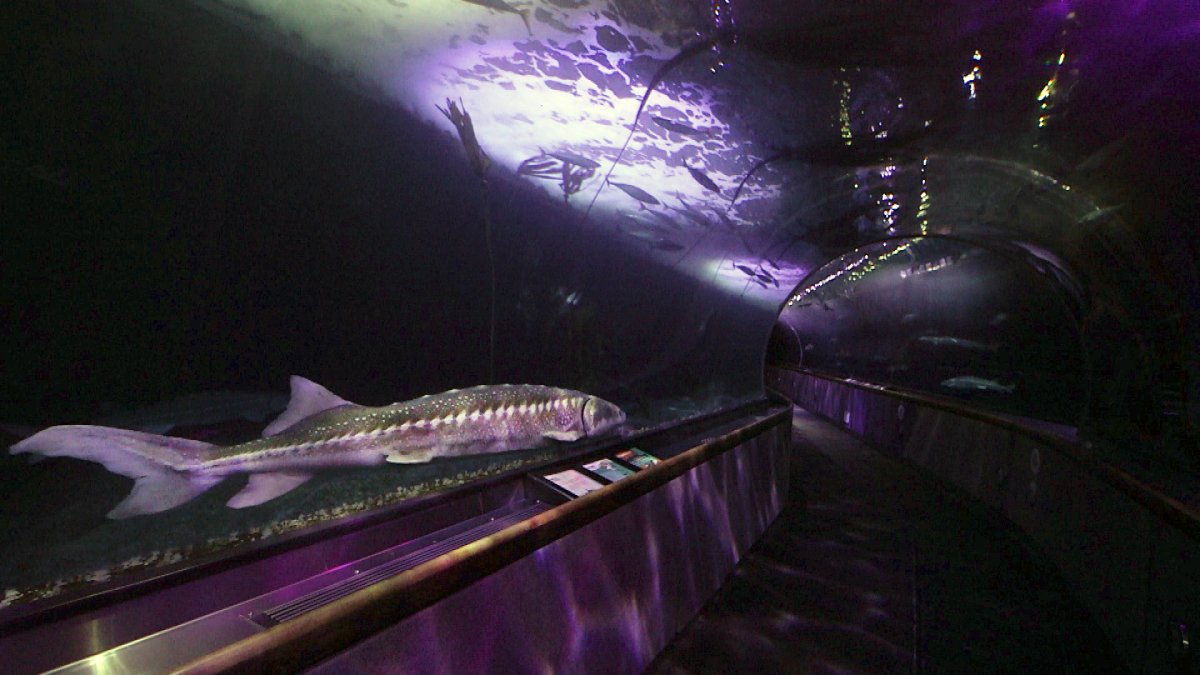 August Algal Bloom Causes Concern for Future of Bay Area's Sturgeon - Vimarsana News