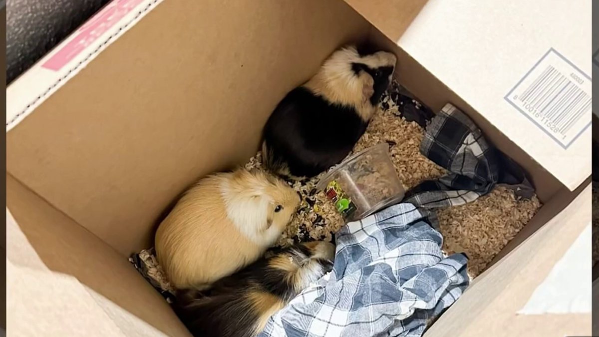 Pleasanton Police Discover More and More Abandoned Pets - Vimarsana News