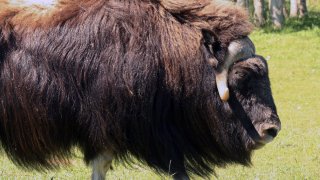 FILE – A muskox stands at a specialty farm on July 9, 2010, in Palmer, Alaska. A court services officer with the Alaska State Troopers died Tuesday, Dec. 13, 2022, after being attacked by a muskox outside his home near Nome, the agency said. (AP Photo/Mark Thiessen, File)