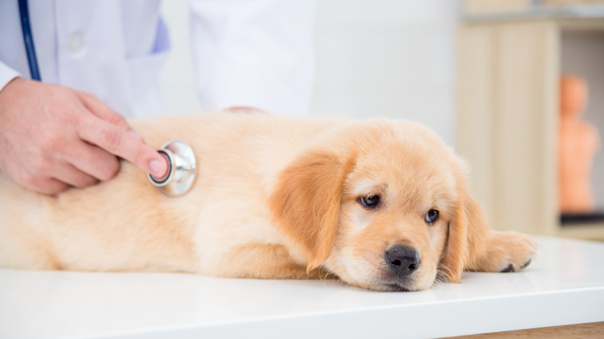What Is Dog Flu? Symptoms To Look Out For Amid Recent Outbreaks – NBC Bay Area - Vimarsana News