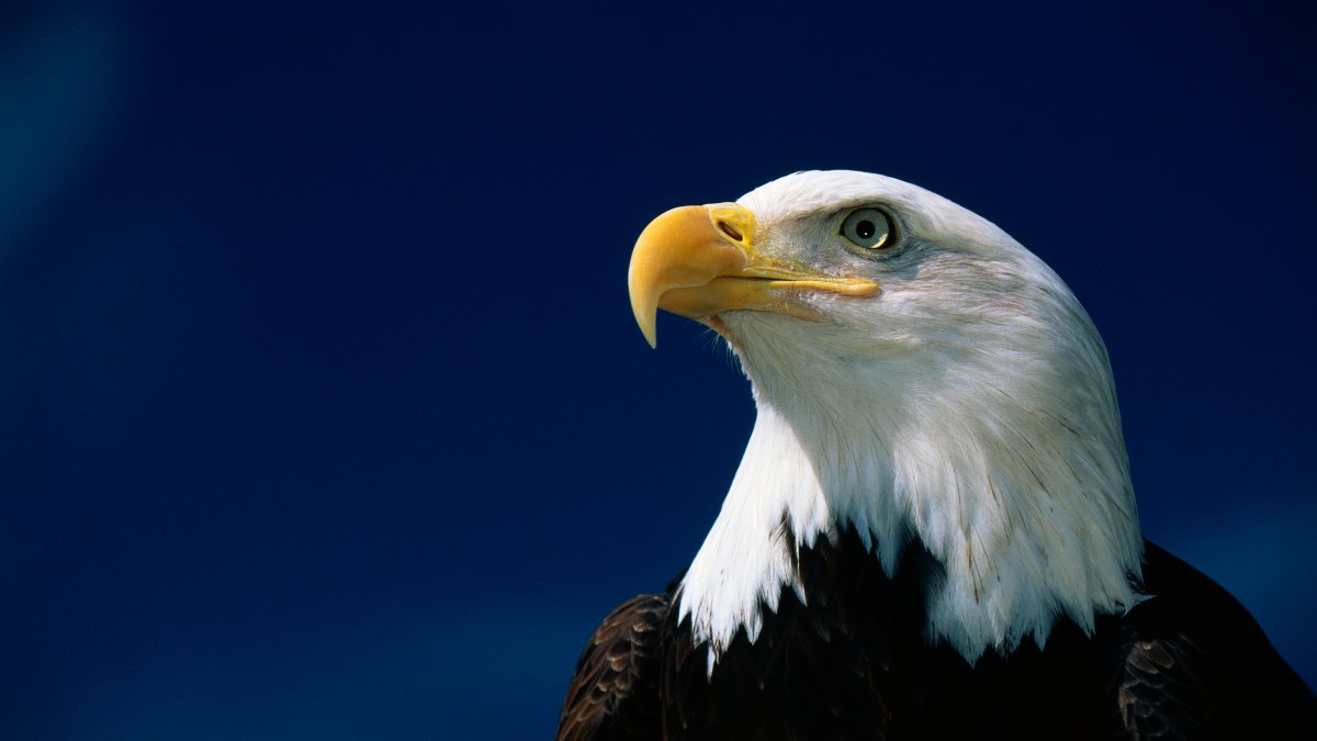 3 Bald Eagles Die in Minnesota After Eating Euthanized Animals – NBC Bay Area - Vimarsana News