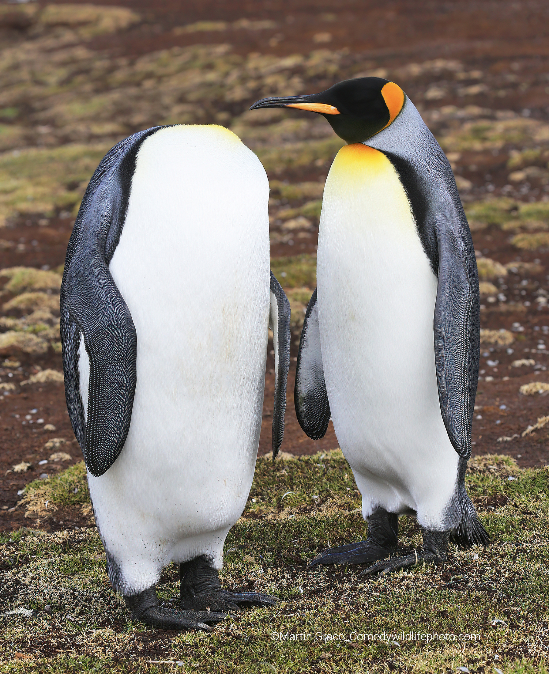 Two King Penguins at Volunteer Point in the Falkland Islands.