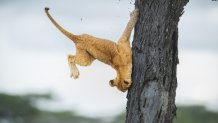 A lion cub in Serengeti, Tanzania.