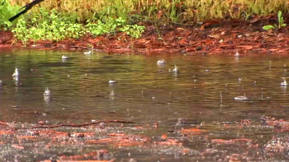 South Bay Residents Race to Prepare Ahead of Atmospheric River Storm - Vimarsana News
