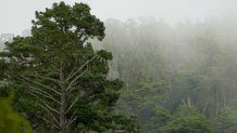 Redwoods have long been thought to get a lot of their water from fog. Dawson was able to find chemical evidence of their reliance on fog by comparing water molecules in the tree rings with the water he captured from fog in the air.