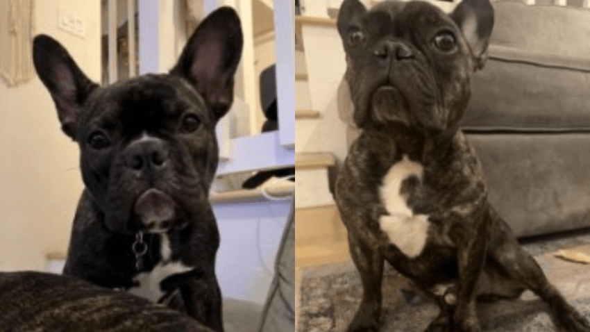 Two French bulldogs were stolen at gunpoint from a pregnant woman who was walking them in Studio City.