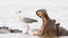 Hippo yawning next to a heron standing on the back of another hippo in Kruger National Park, South Africa.