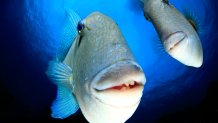A couple of triggerfish looking into the camera, captured at the Azores.