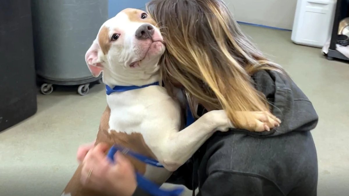 Dog Found Tied up Outside an Iowa Airport After Being Abandoned by ...