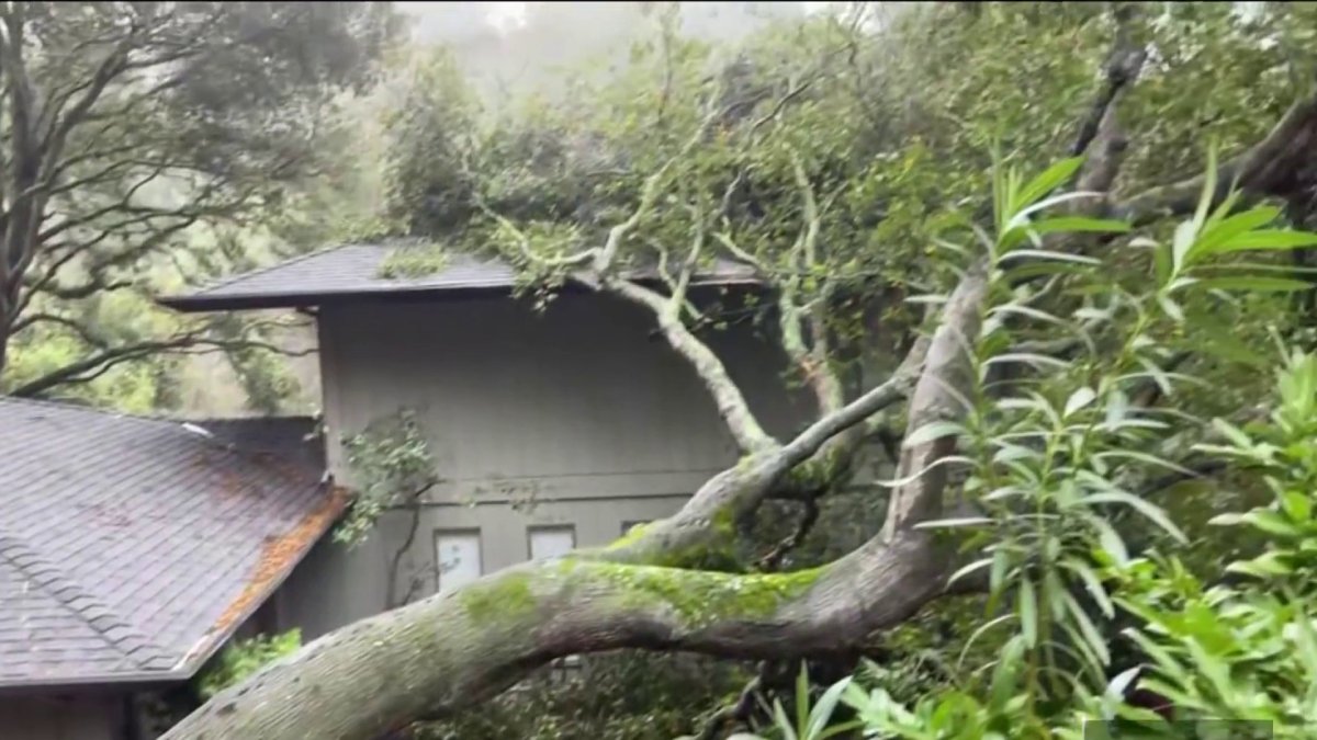 Bay Area Storm Problems Include Falling Trees – NBC Bay Area