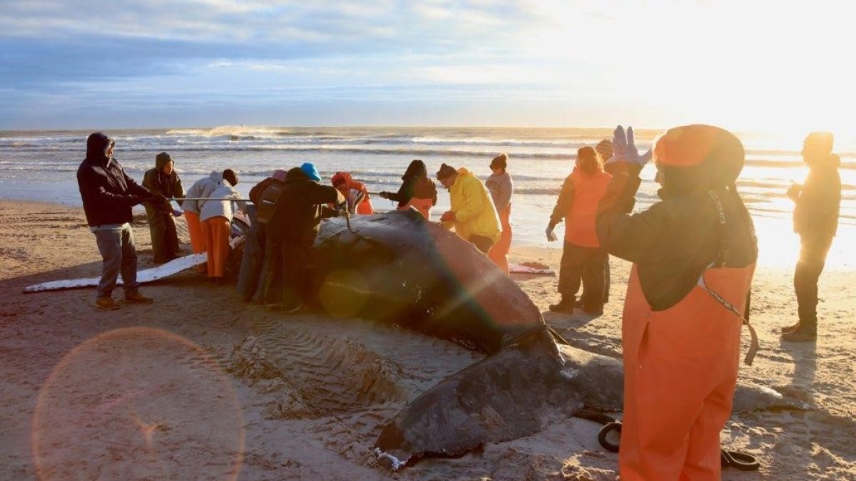 Humpback Whale That Washed Up on NJ Beach Likely Died From Vessel Strike – NBC Bay Area - Vimarsana News