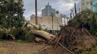 Fallen eucalyptus trees are left after heavy storm winds and rains in Sacramento's Capitol Park in Sacramento, Calif., Jan. 10, 2023.