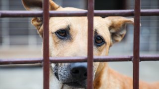 A dog is seen in a cage at The Shelter for Homeless Animals in Krakow, Poland on 24 July, 2019.
The shelter which was created in 1994 has a space for around 450 dogs and 150 cats. The main aim of the shelter is to take care of homeless and abandoned animals, to find them a new home and take part in animal interventions and (Photo by Beata Zawrzel/NurPhoto via Getty Images)