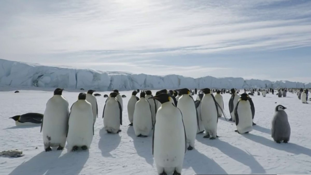 SJSU Research Examines How Climate Change Impacts Emperor Penguins - NBC Bay Area