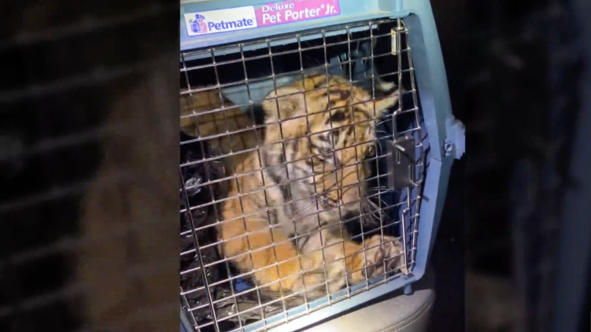 Police Find Bengal Tiger Inside Trailer Home in New Mexico – NBC Bay Area - Vimarsana News