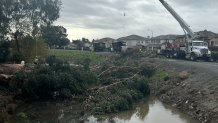 Crews clear a tree that fell into the Alameda Creek in Union City.