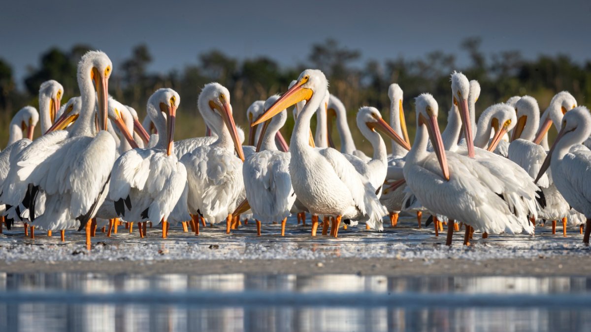 Bird Buffs Flock to Morro Bay for a Fabulous Feather Fest - Vimarsana News