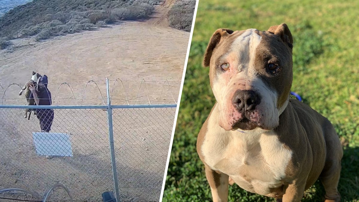 Video: Dog Miraculously Unharmed After Man Tosses It Over Fence – NBC Bay Area - Vimarsana News