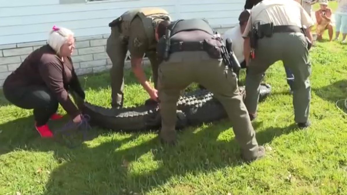 'It's Too Late!': Frantic 911 Calls Detail Elderly Florida Woman's Fatal Gator Attack – NBC Bay Area - Vimarsana News