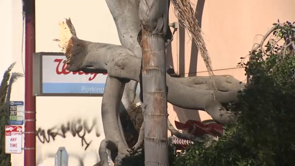 Power Outages, Downed Trees in San Francisco Due to High Winds – NBC ...